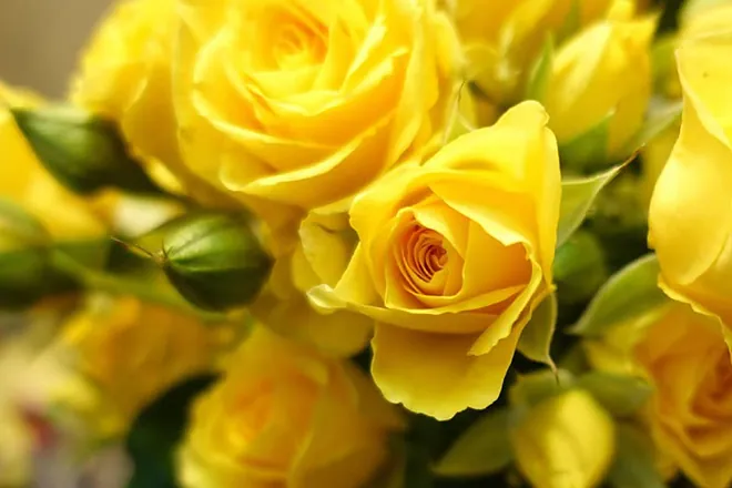 ¿Por qué se regalan flores amarillas el 21 de marzo?