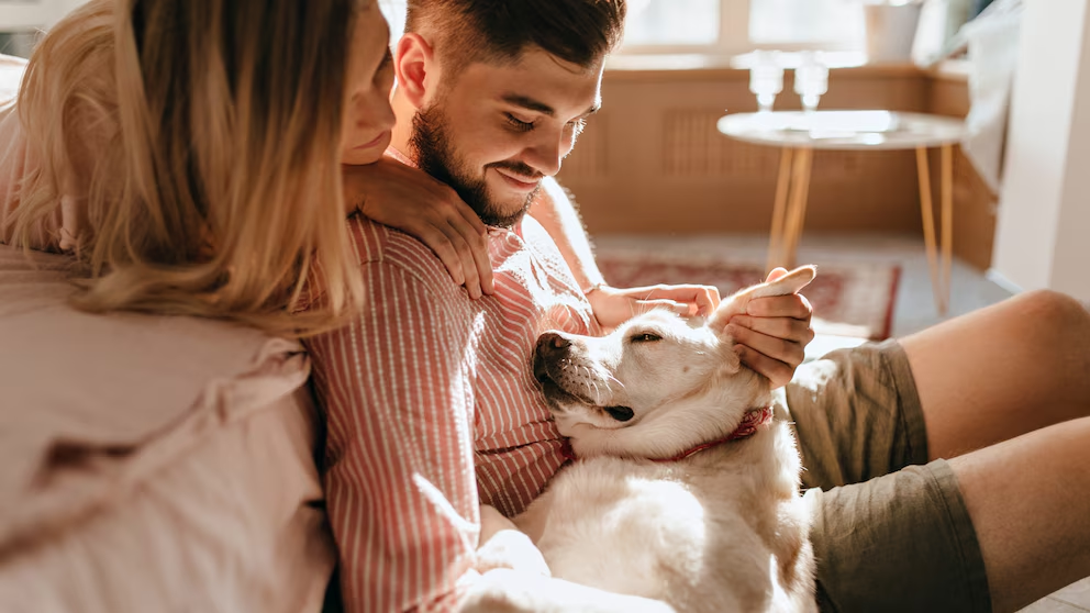 Tratar a tu mascota como un bebé podría estar dañando su salud: “El sufrimiento puede surgir cuando los animales son tratados inapropiadamente”